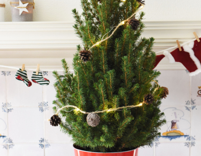 Smrek biely ´Conica´