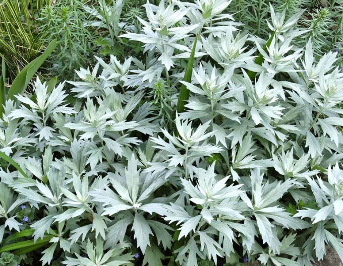 Palina ’Valerie Finnis’