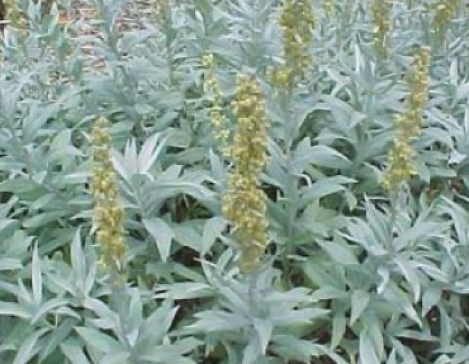 Palina ’Valerie Finnis’