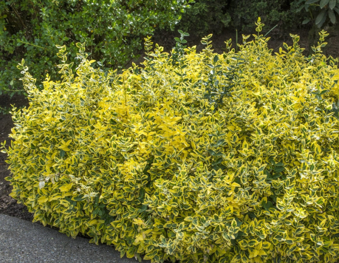 Bršlen fortuneov "EMERALD and GOLD "