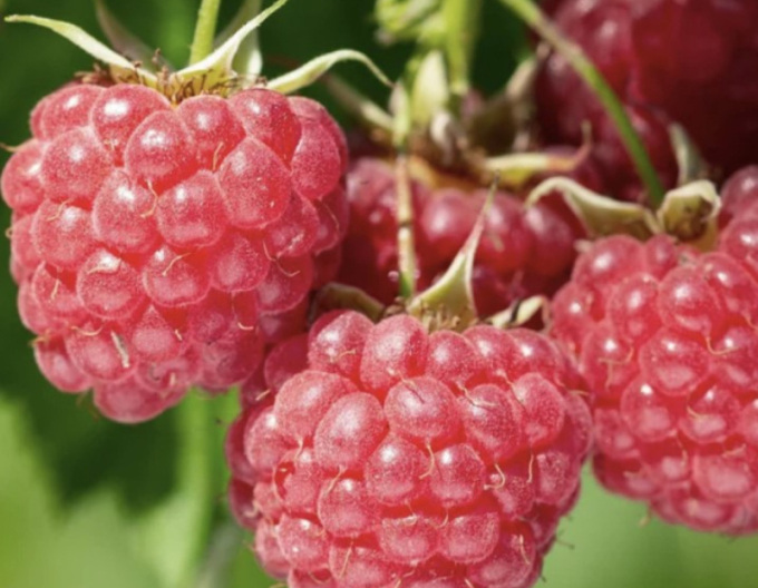 Malina červená ´Bohéme´ STÁLORODIACA