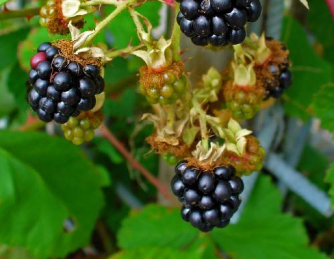 Černica  "Black Satin"