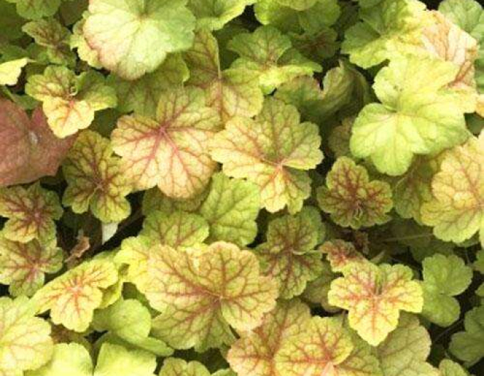 Heuchera ´World Caffe Romano´