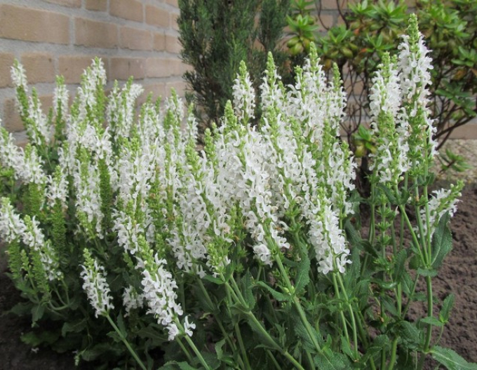 Šalvia hájna ´Schneehugel´