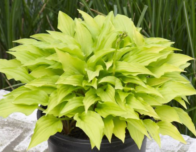 Hosta  ´Lemon Lime´