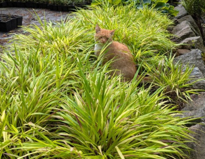 Rákosovka japonská ´Sunflare´