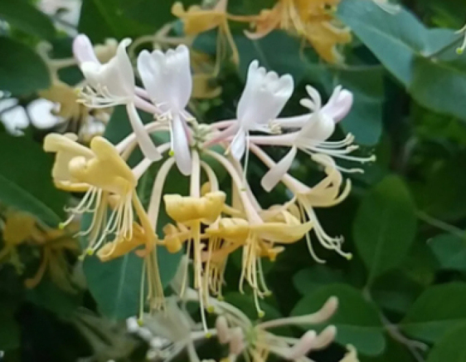 Zemolez ovíjavý ´Graham Thomas´