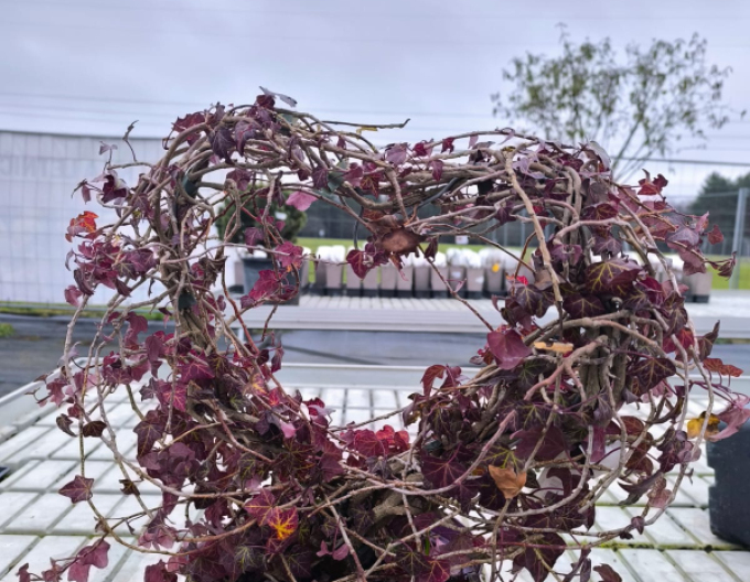 Brečtan v tvare srdca