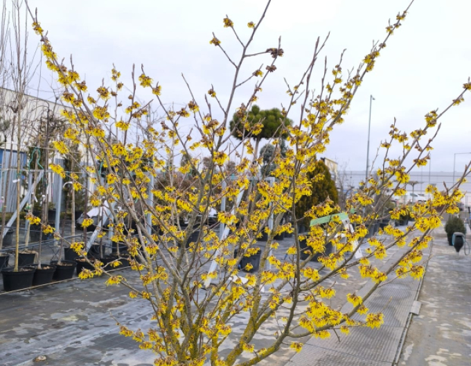 Hamamel prostredý ´Arnold Promise´