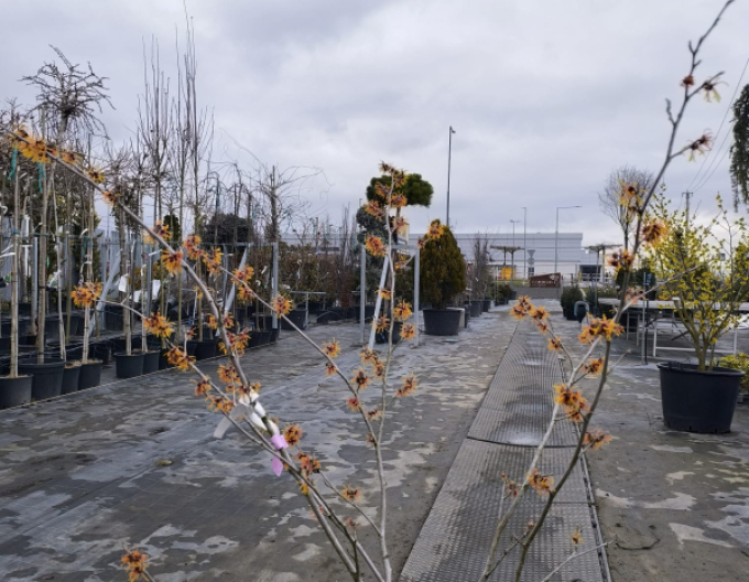 Hamamel prostredný ’Orange Beauty’