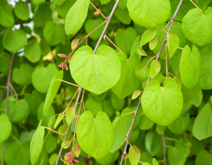 Cercidovník japonský