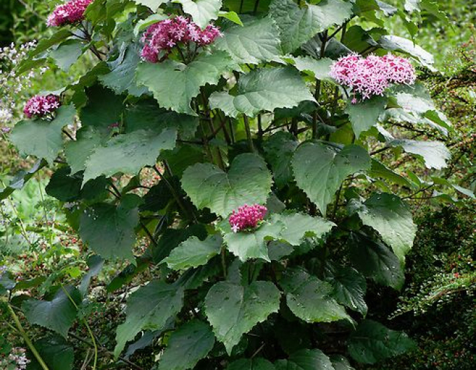 Blahoker  - Klerodendron Bungeov