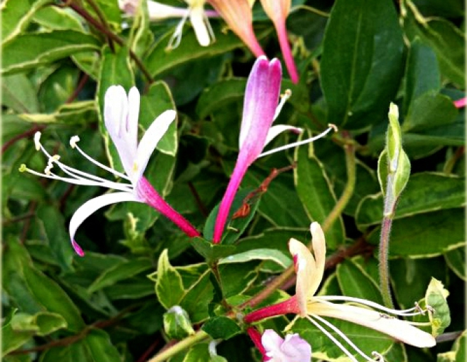 Zemolez japonský "Purpurea"