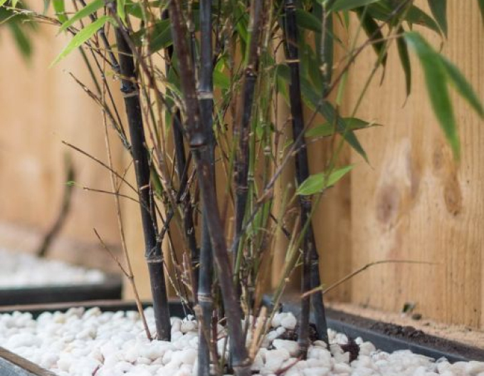 Bambus ´Black Pearl´