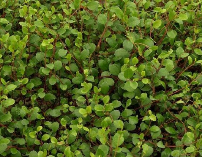 Muhlenbeckia axillaris