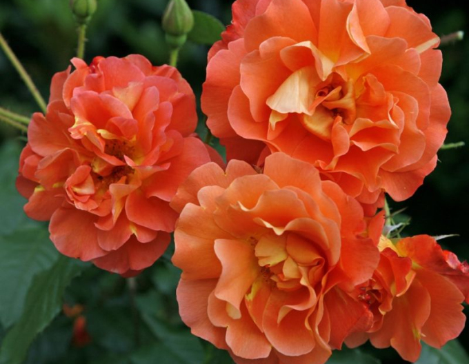 Ruža ´Westerland´