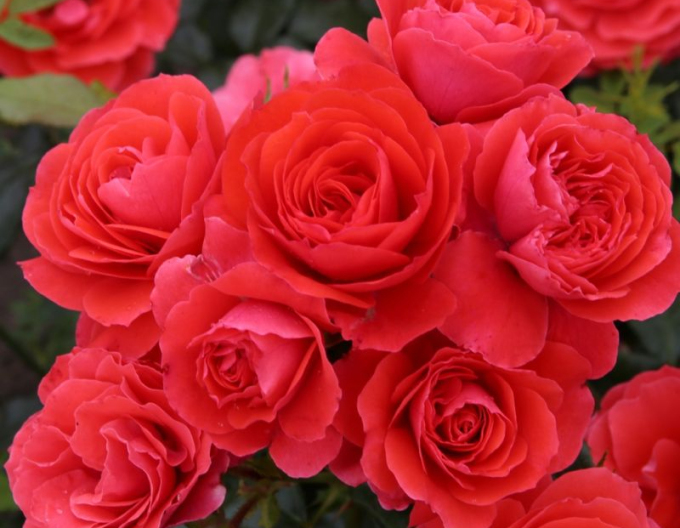 Ruža ´Cherry Girl´