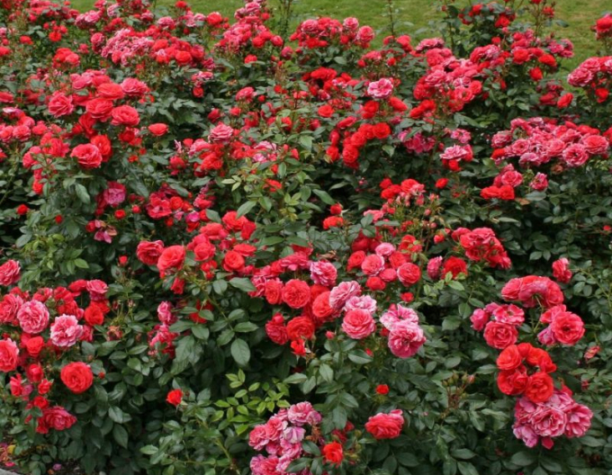 Ruža ´Cherry Girl´