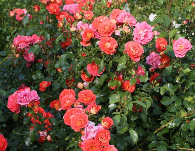 Ruža ´Gebrüder Grimm´