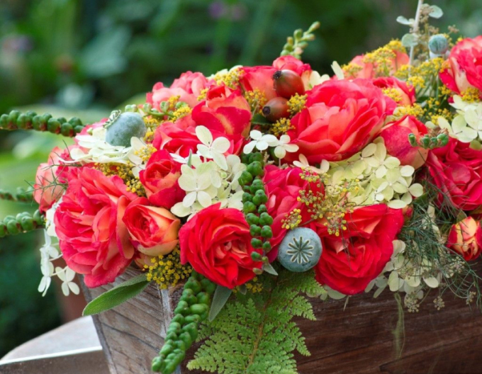 Ruža ´Gebrüder Grimm´