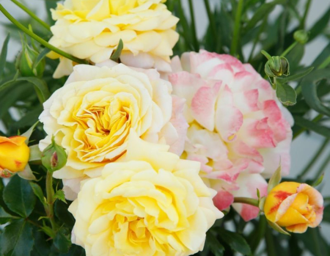 Ruža ´Rose der Hoffnung´