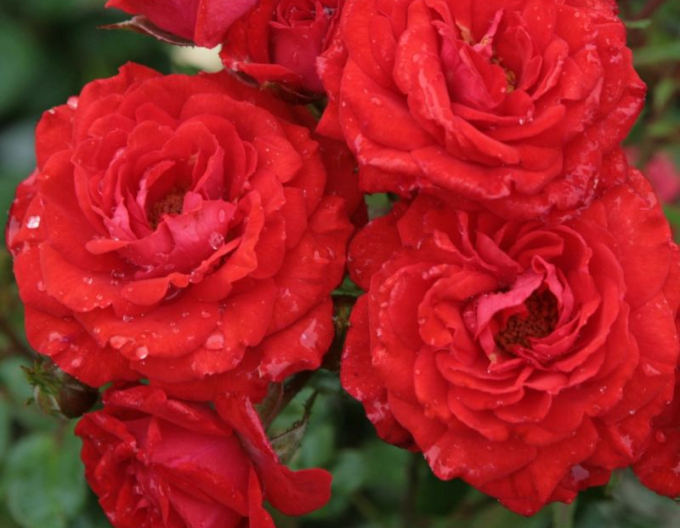 Ruža ´Zwergenfee 09´