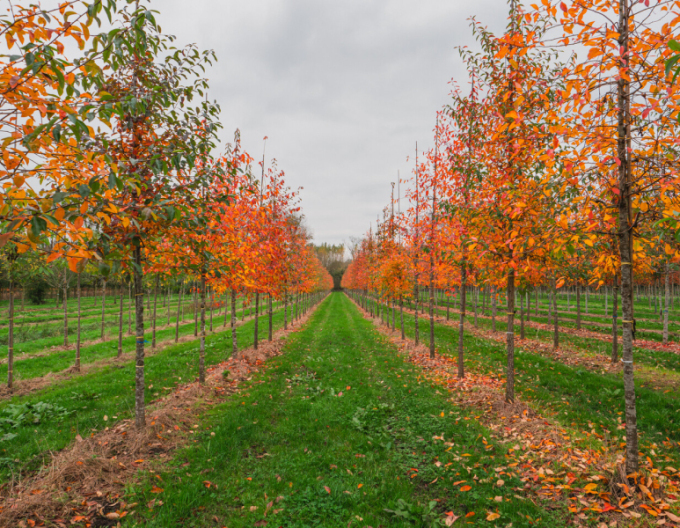 Tupelo lesné  - Nyssa sylvatica