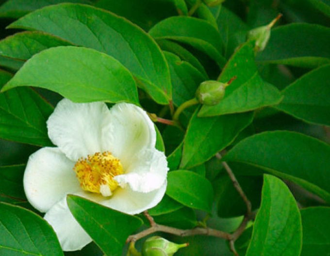 Stewartia kaméliovitá