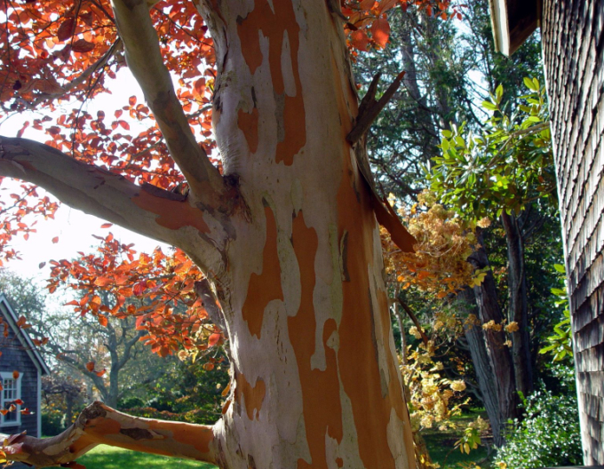 Stewartia kaméliovitá