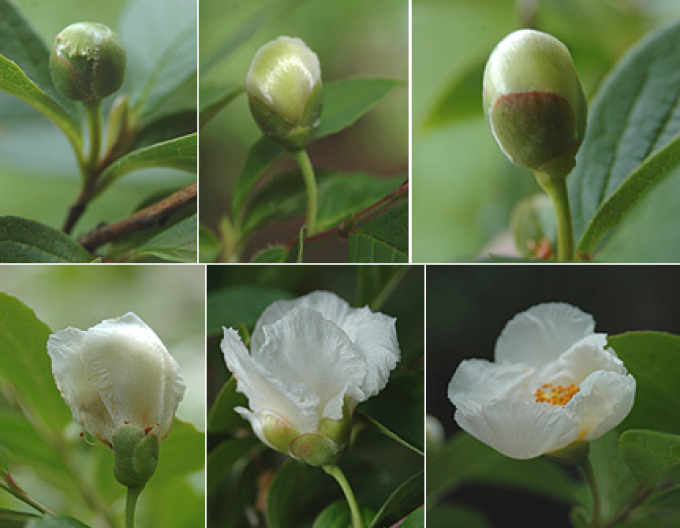 Stewartia kaméliovitá