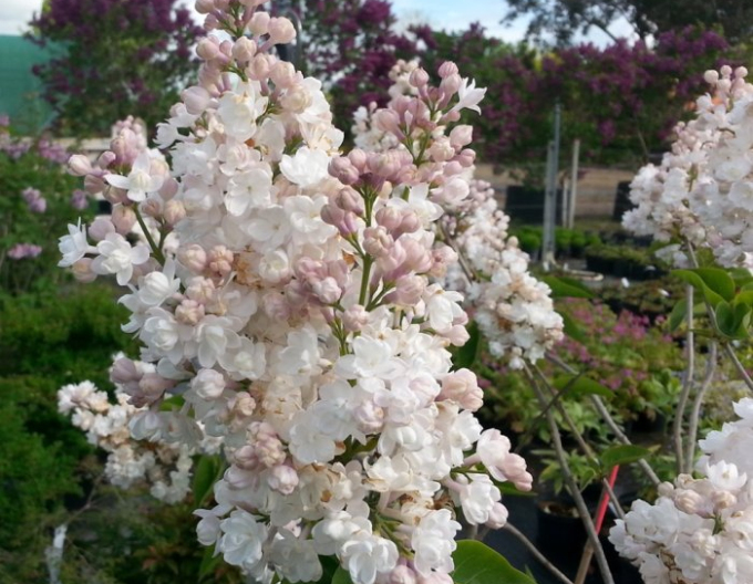 Orgován ´Beauty of Moscow´ na kmienku