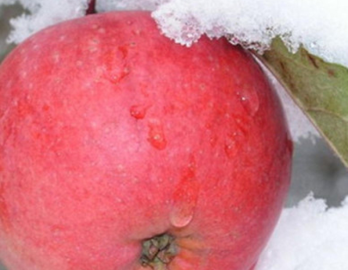 Jabloň Fuji zimná, podp. M9, kont. 5l