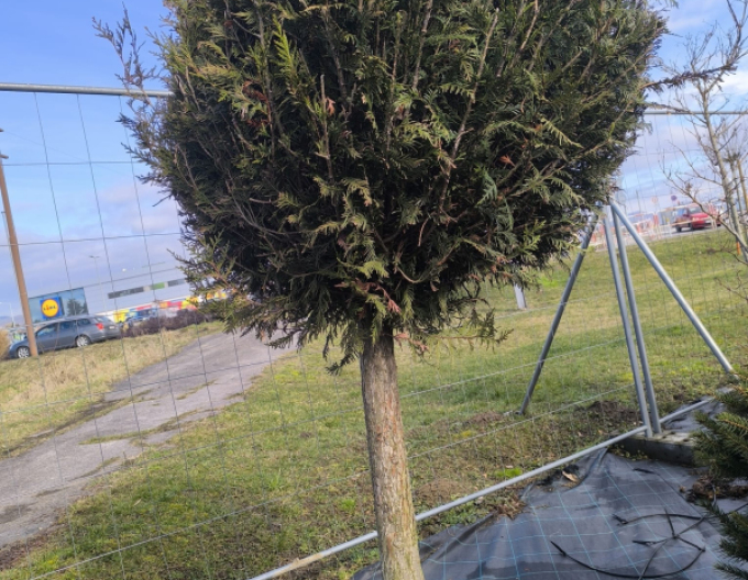 Tuja smaragdová ´Guľa´ na kmienku