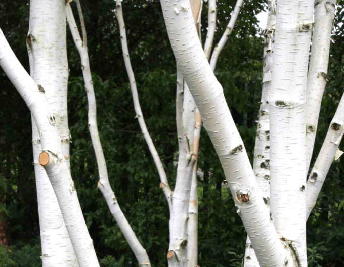 Breza himalájska ´JACQUEMONTII´   viackmeň  125/150cm