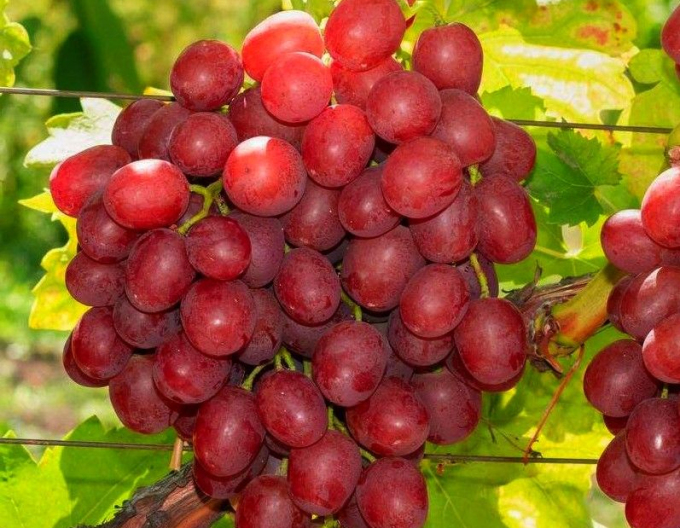 Vinič stolový ´Vanesa´