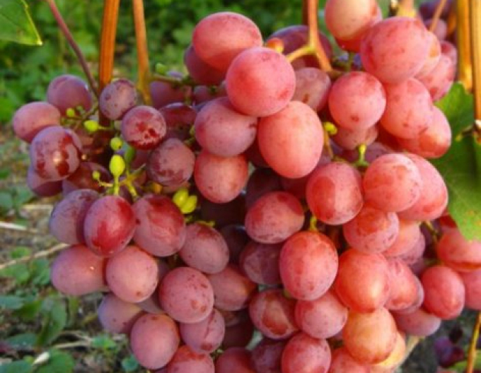 Vinič stolový ´Vanesa´