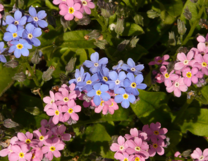 Nezábudka lesná ´Ružová´