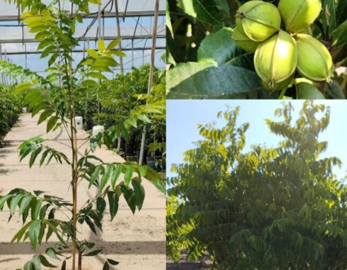 Pekanový orech, Hikória pekanová ´Choctaw´