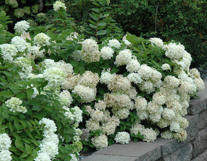 Hortenzia metlinatá ´Grandiflora´