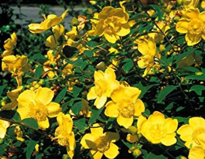 Ľubovník ´Hidcote´