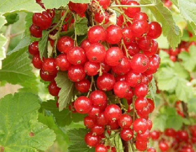 Ríbezľa červená ´Junifer´ KER