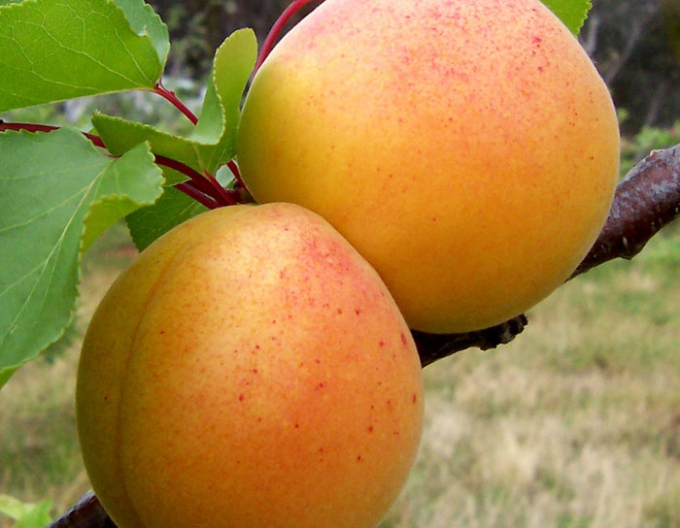 Marhuľa "Maďarská" poloskorá, podp. Myrobalán, voľnok.