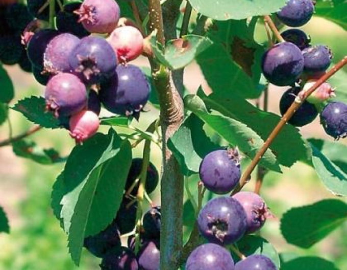 Muchovník ´Prince William´