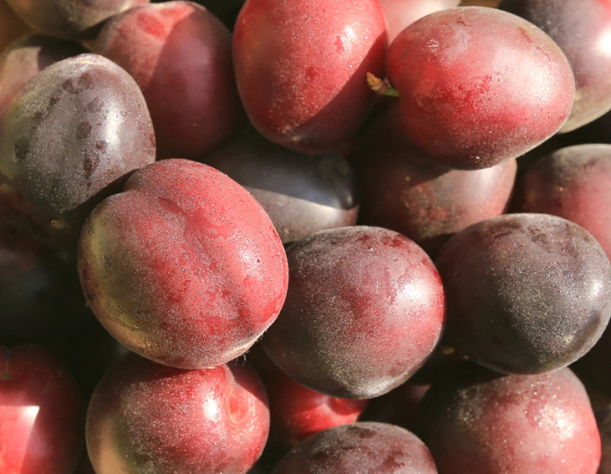 Marhuľo-slivka APRISALI®