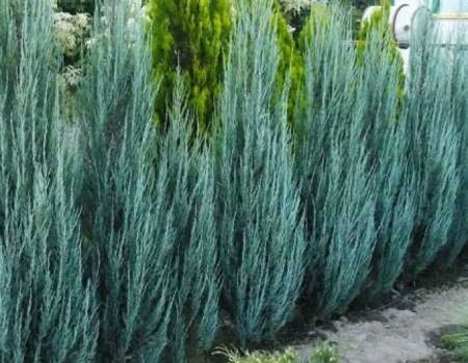 Borievka viržínska ‘Blue Arrow’