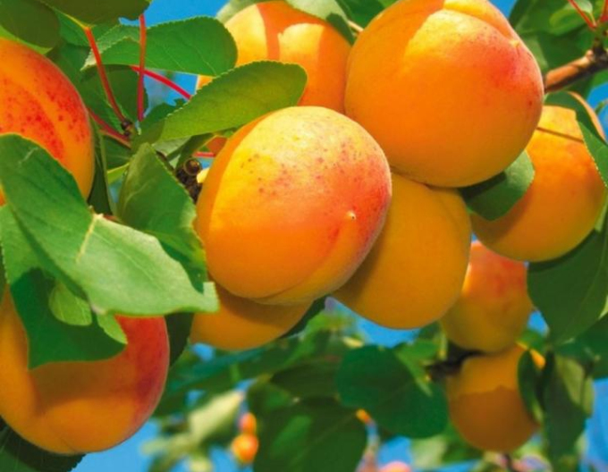 Marhuľa ´Harlayne´ neskorá, podp. Myrobalán, voľnok.