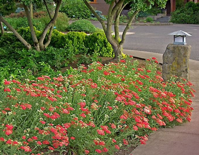 Rebríček obyčajný ´Paprika