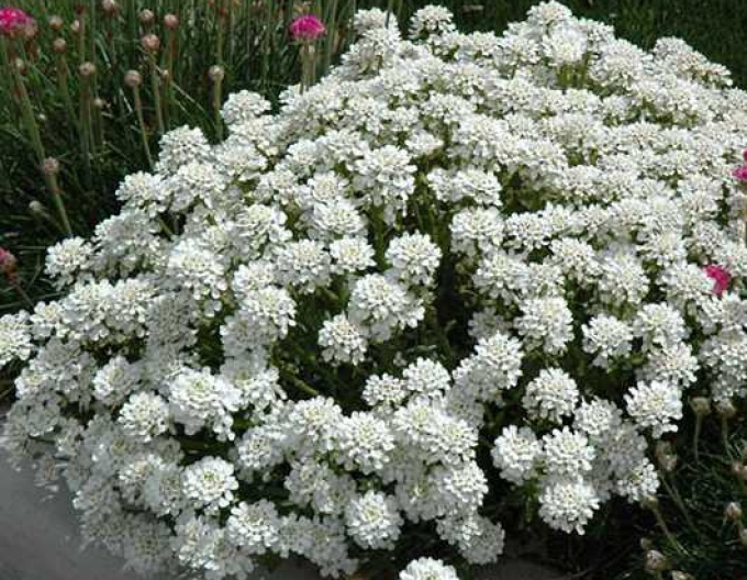 Iberka vždyzelená ´Tahoe´