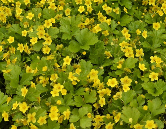 Valdštejnka trojpočetná