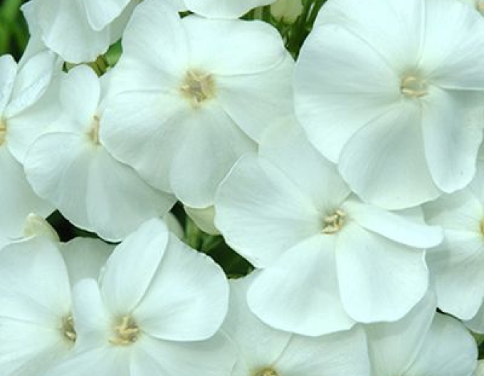 Flox metlinatý  Sweet Summer ’Snow’